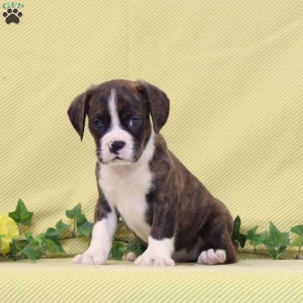 Benji, Boston Terrier Mix Puppy
